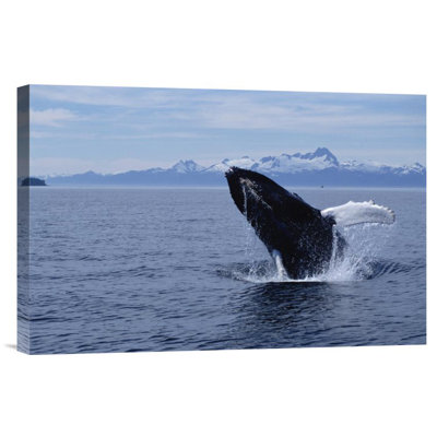 " Humpback Whale Breaching, Southeast Alaska "