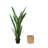 Snake Plant Drop-In and Bamboo Wrapped Pot