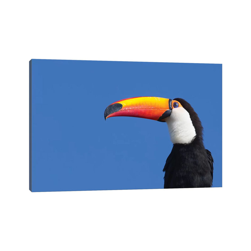 Toco Toucan Pantanal - Wrapped Canvas Print, 20.32cm H x 30.48cm W x 1.91cm D