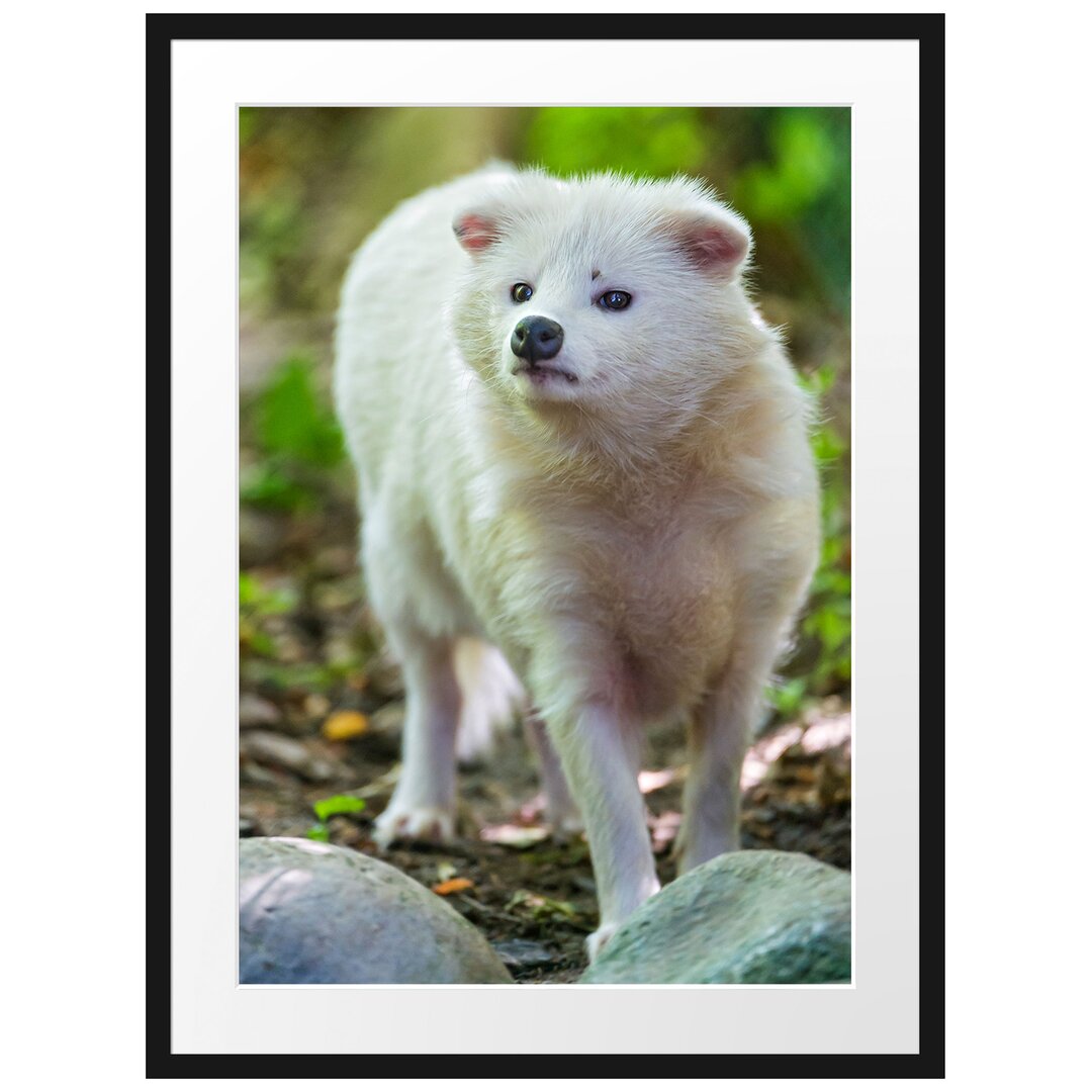 Gerahmtes Poster Niedlicher Polarfuchs