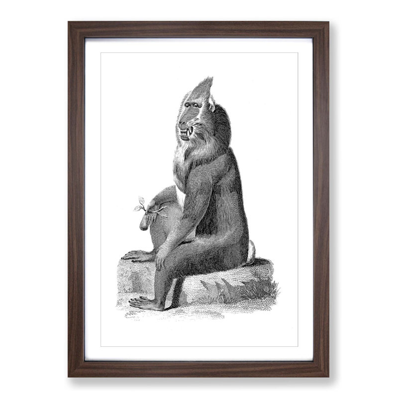Baboon in Black & White by George Shaw - Framed Print, Walnut, 50cm H x 35cm W x 2cm D