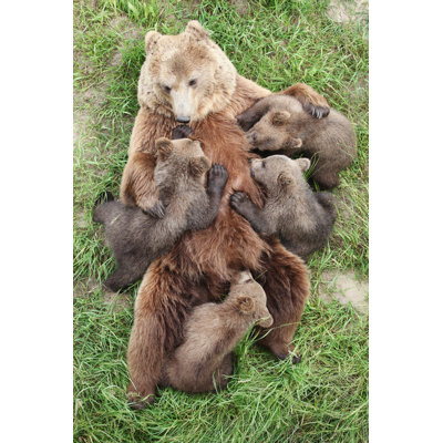 Brown Bears - Photographie sur toile tendue