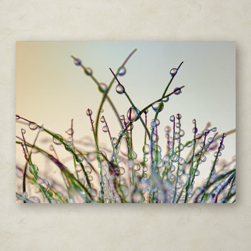 «Dewy Grass» par Cora Niele - reproduction de photo sur toile tendue, H 14 po x l 19 po x P 2 po