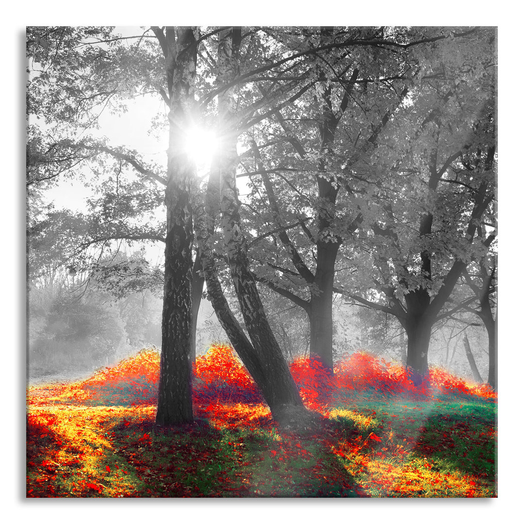 Glasbild Bunte Herbstbäume in der Sonne, schwarz-weiß Detail