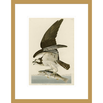 «Fish Hawk or Osprey» par John James Audubon, impression giclée sur cadre