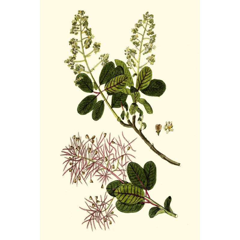 Olive Greenery I - Wrapped Canvas Painting, 122cm H x 81cm W