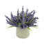 Ferdinand Heather en pot-28784517