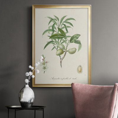 " Antique Almond Botanical II "