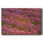 Field of Tulips I-Gallery, toile tendue-1257380875