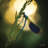 " Damselfly In Backlight " Mixed Media Print-176575479-149738783