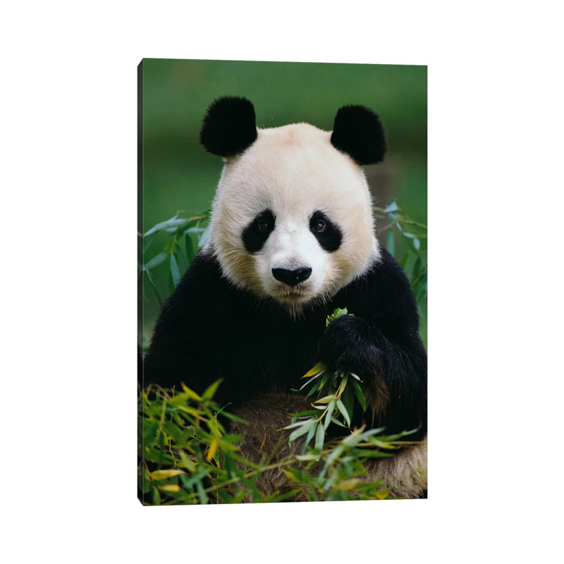 Giant Panda Eating Bamboo, China by Gerry Ellis - Wrapped Canvas Print, 66.04 cm H x 45.72 cm W x 1.91 cm D