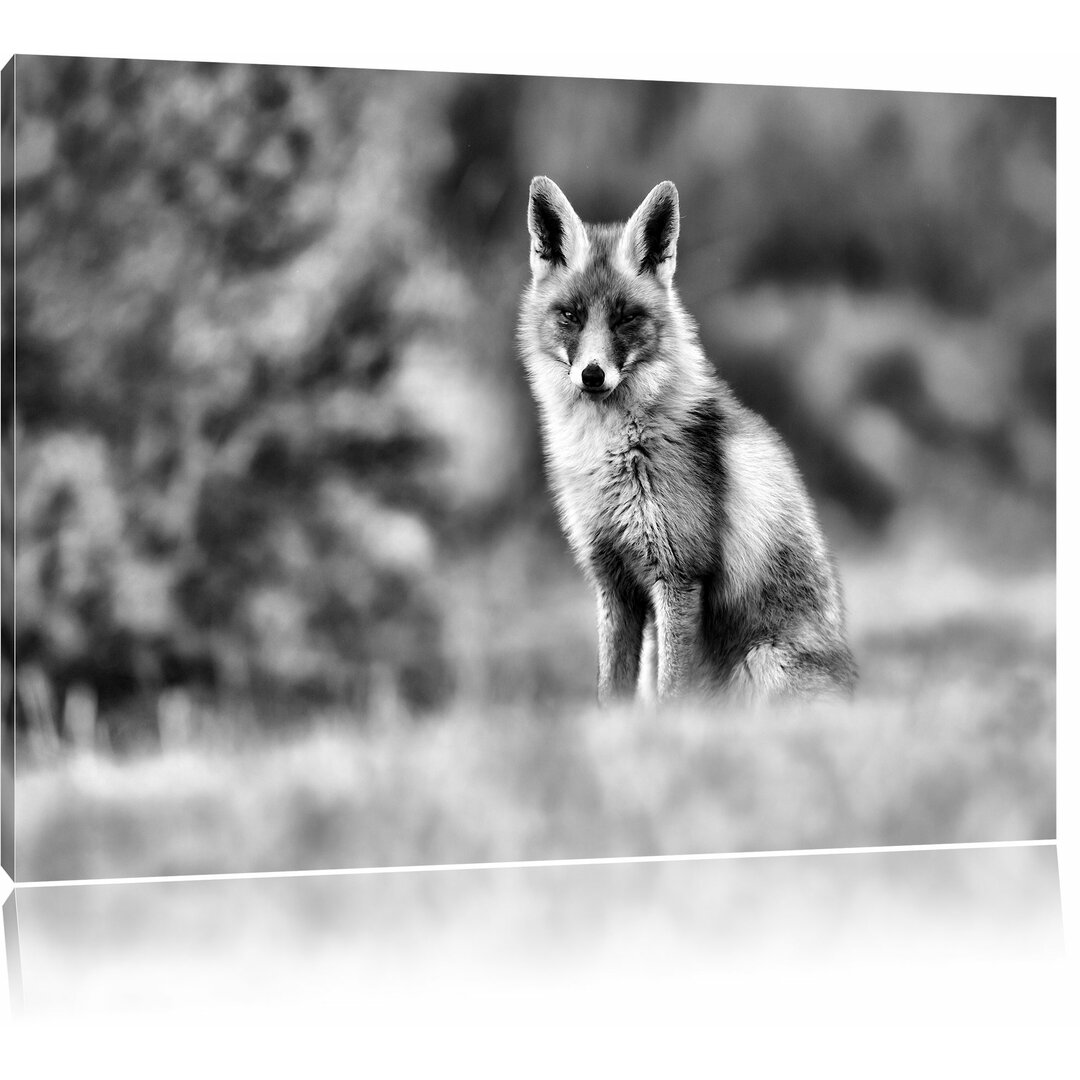 Leinwandbild Lustiger Fuchs in Monochrom