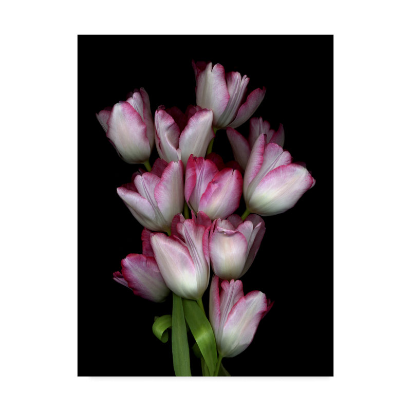 «Tulips» par Dosta, impression sur toile tendue, H 19 po x l 14 po x P 2 po