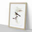 Restless Flycatcher Birds by Elizabeth Gould - Picture Frame Painting Print-55598333-55598331