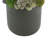 Sedum Arrangement in Box-1706041388-1706041389-1732551964