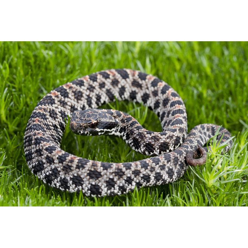 Dusky Pygmy Rattlesnake by Mark Kostich, 12" H x 18" W