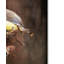 «Peek a Boo Cedar Waxwings» de Vidur, impression sur toile tendue-22073232