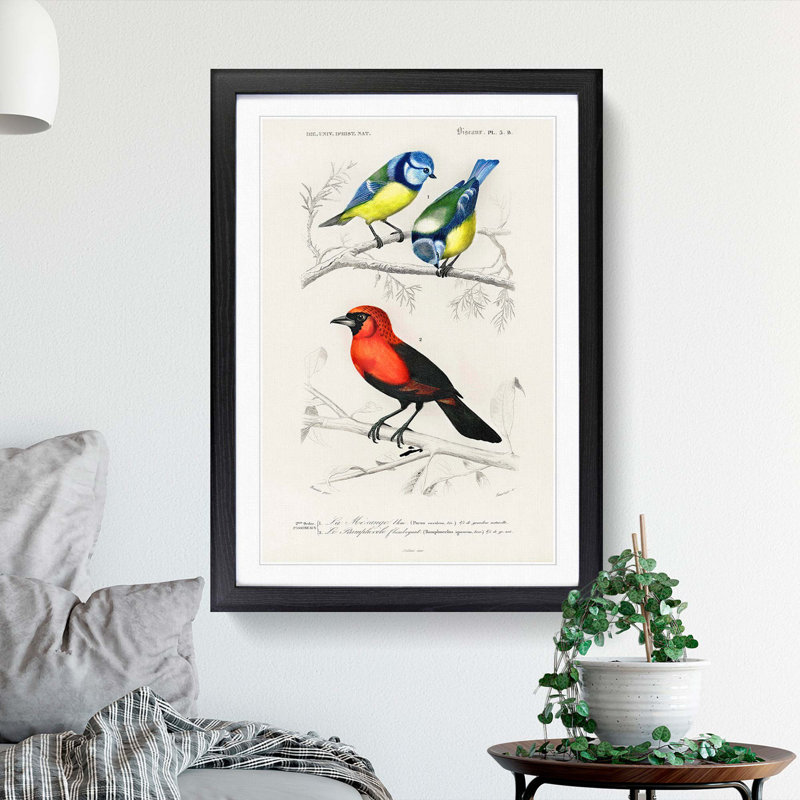 Bird Illustrations PL. 3B by Charles D' Orbigny - Single Picture Frame Painting, 63cm H x 45cm W x 2cm D, Black Framed