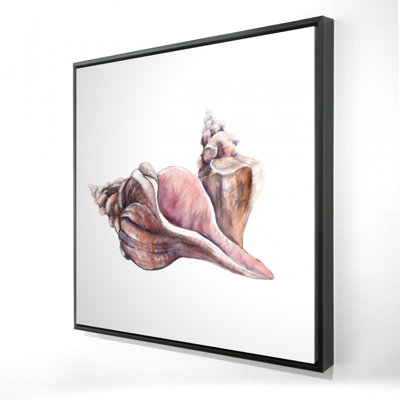 " Horse Conch Seashells "