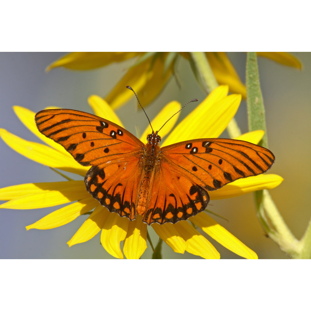 Schmetterling - Ohne Rahmen Kunstdrucke auf Leinwand