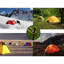 Piquets de tente en acier robuste de 12 pouces avec cordes de 10 pieds - Multi-usage pour auvent de camping extérieur et bâche-93672853