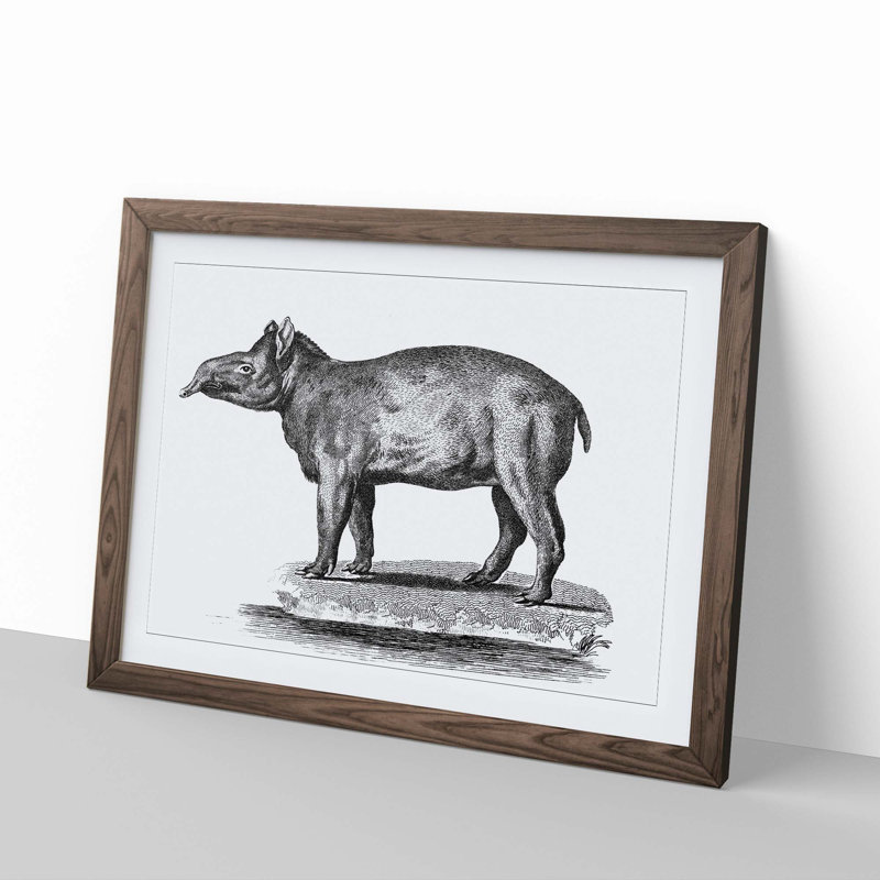 Tapir in Black & White by George Shaw - Picture Frame Drawing Print, Walnut Framed, 48cm H x 65cm W x 2cm D