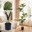 Fausse plante-1782331778