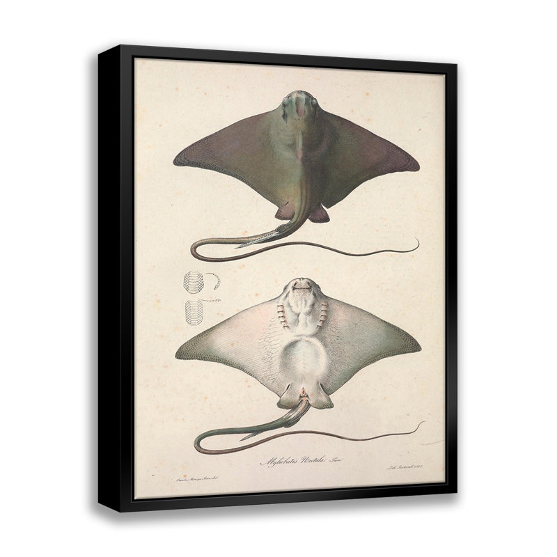 Vintage Stingray - reproduction sur toile avec cadre flottant, L 11 po x H 14 po