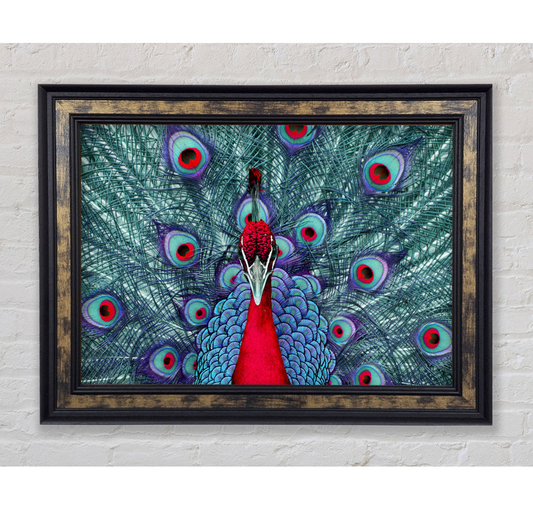 Peacock Beauty - Einzelner Bilderrahmen Kunstdrucke