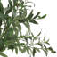 213cm Plant