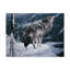 «Lone Wolf» par Fazulla, impression sur toile tendue-27484643