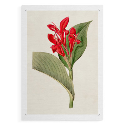 FloraOf TheTropicsIV - Impression sur toile seulement - NON-CADRE