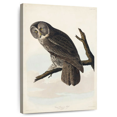 Brampt Great Cinereous Owl
