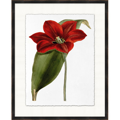 Fleur rouge 3 - Peinture sur papier encadrée