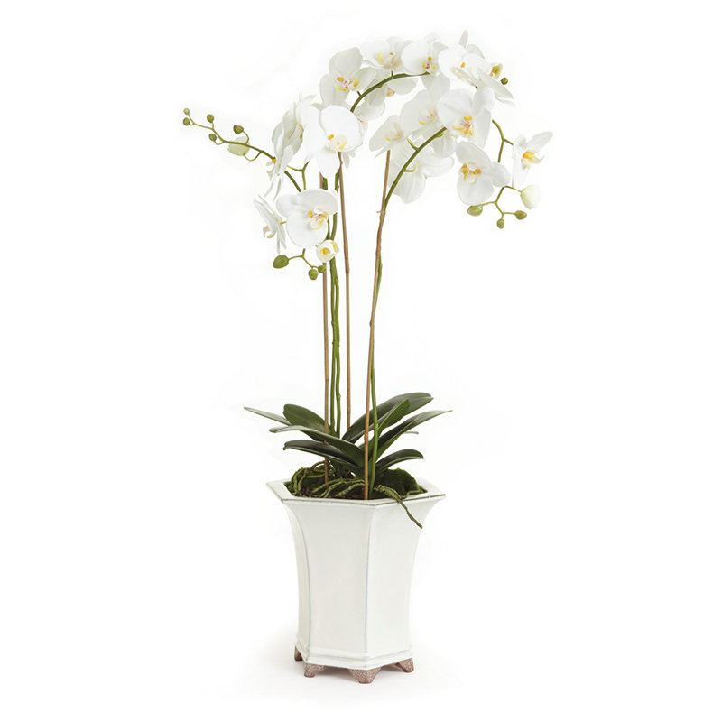 Elegant White Phalaenopsis Orchid in Ceramic Pot, 36"