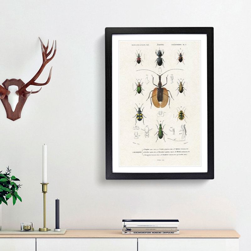 Beetle Illustrations PL.2 by Charles D'Orbigny - Single Picture Frame Print, 45cm H x 33cm W x 2cm D, Black Framed