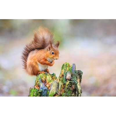 " Cute Red Squirrel Sitting In Forest "
