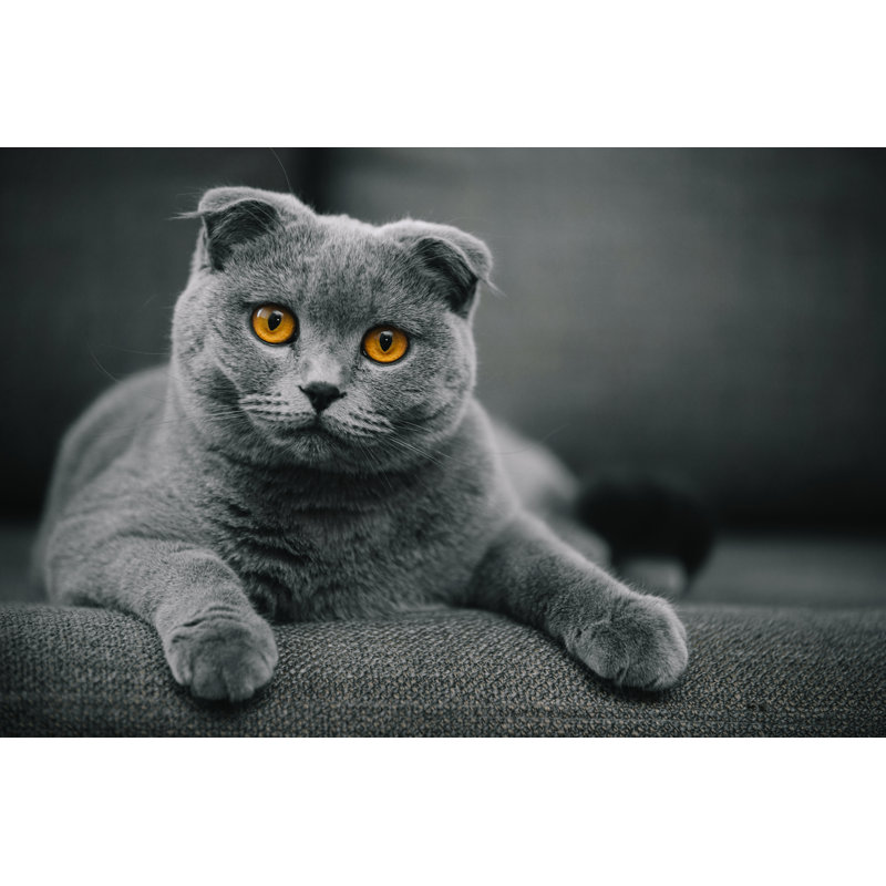 Scottish Fold Shorthair Cat Resting On Chair by Muratkoc - No Frame Art Prints on Canvas, 30cm H x 46cm W