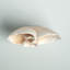 Sculpture corail blanc