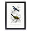 Bird Illustrations PL. 2A by Charles d Orbigny - Framed Print-55457135-55457136