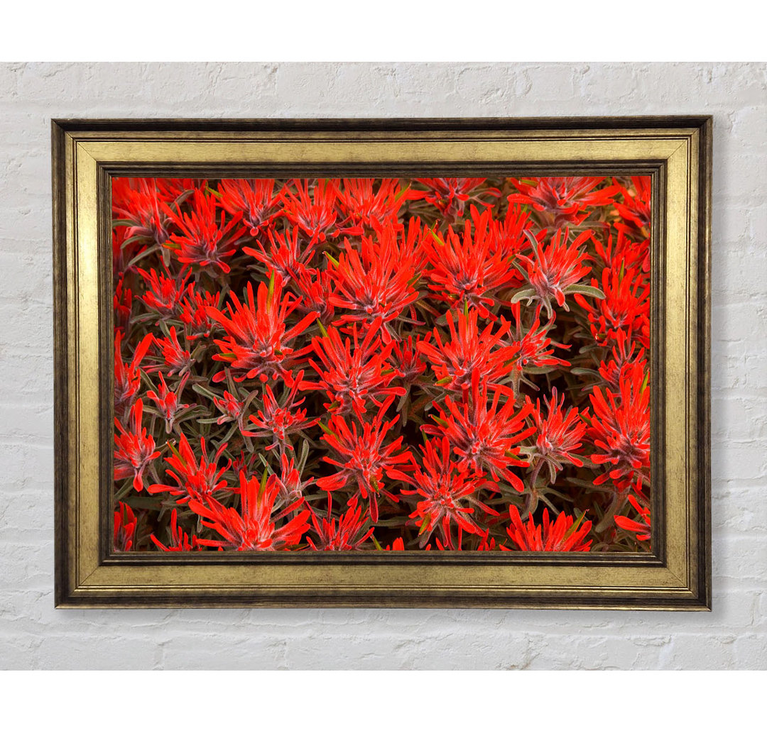 Red Paintbrush Utah - Bilderrahmen Kunstdrucke