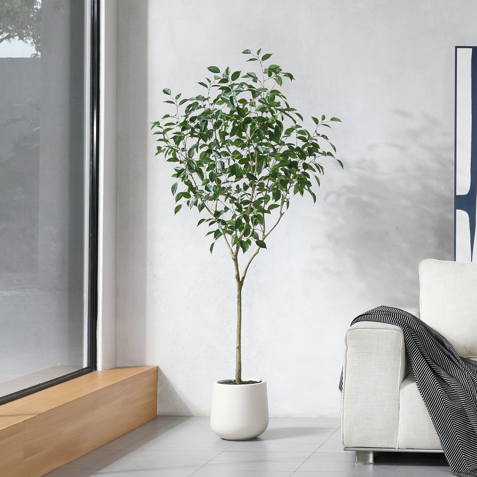 Anasta Ficus Tree in Pot, 72" H x 24" W x 24" D