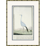 Bird Drawings, Circa 1777 Giclee Print by Robert J. Gordon