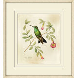 Brilliant Hummingbird Collection 8 Print