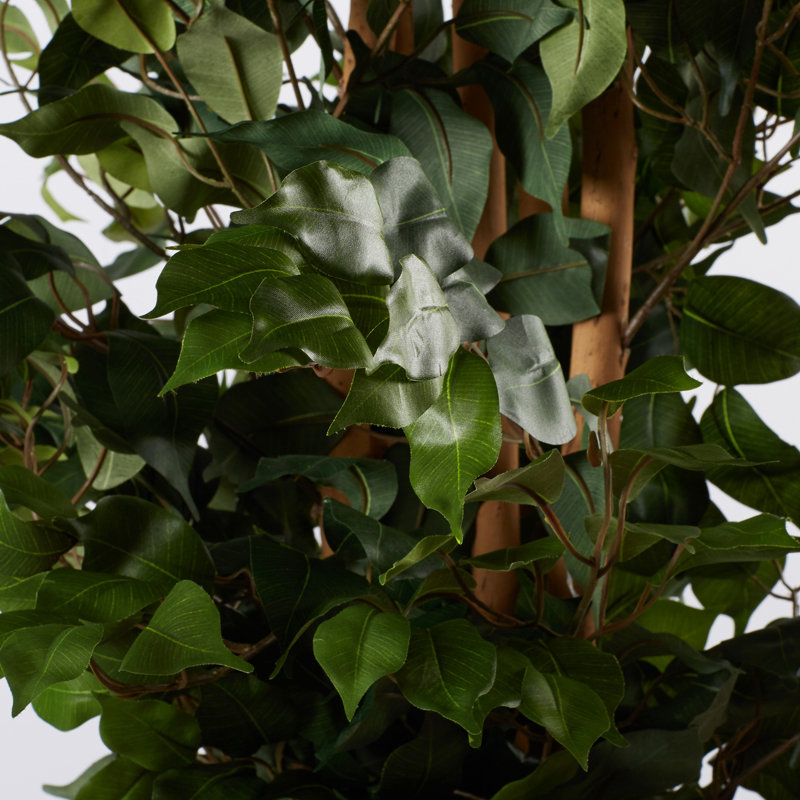 72'' Faux Ficus Tree in Pot