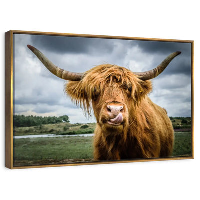 Silly Highland Cow