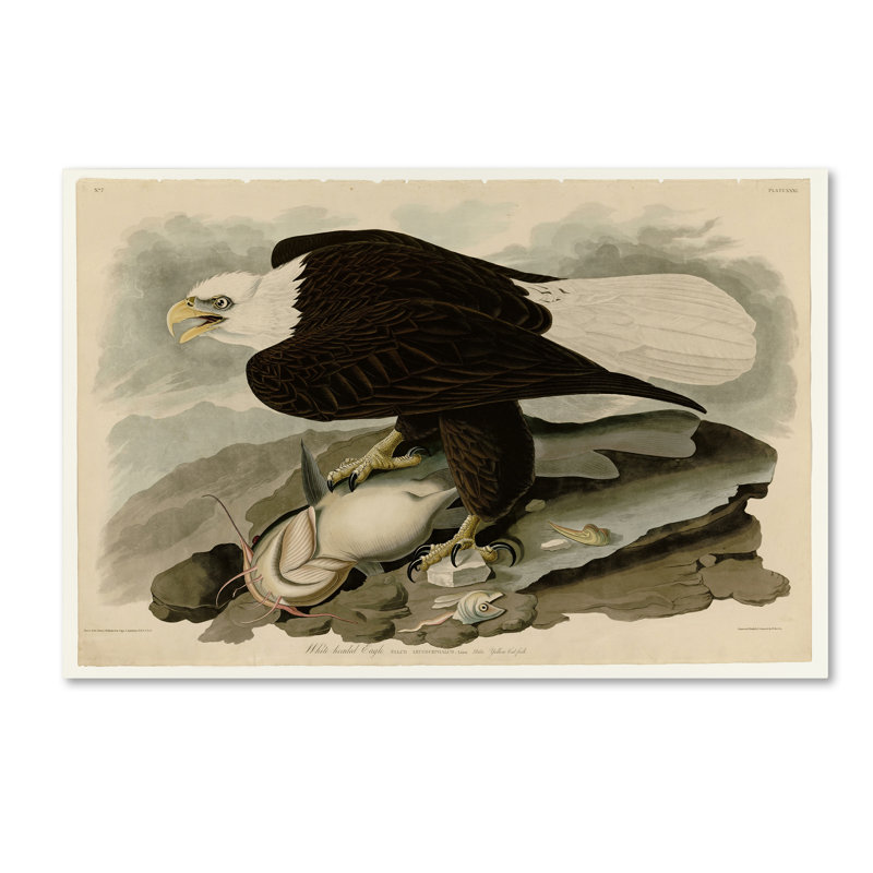 « whiteheaded eagleplate 31 », reproduction sur toile tendue, 16 po x 24 po