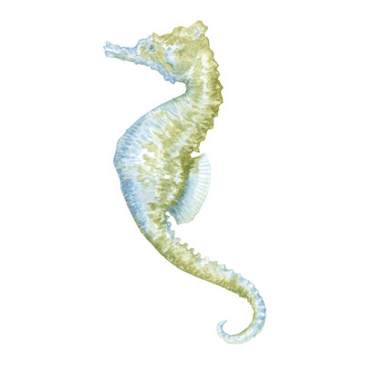 Watercolor Seahorse II by Megan Meagher - Wrapped Canvas Painting