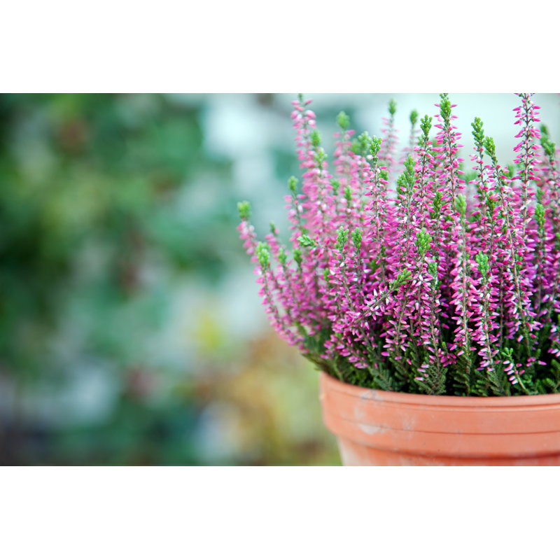 Heather - Wrapped Canvas Print, 30cm H x 46cm W x 3.8cm D