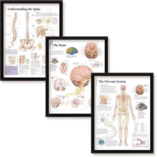Trinx Javir Set Of 3 Framed: The Spine Brain And Nervous System Art ...